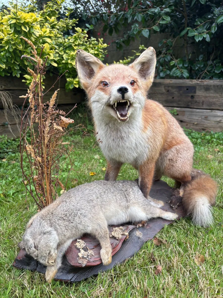 Mounted Taxidermy Fox with Rabbit - Image 2