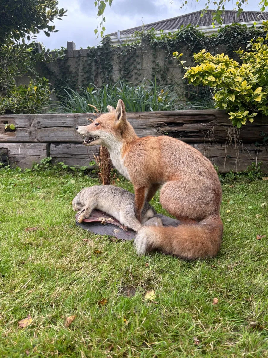 Mounted Taxidermy Fox with Rabbit - Image 3