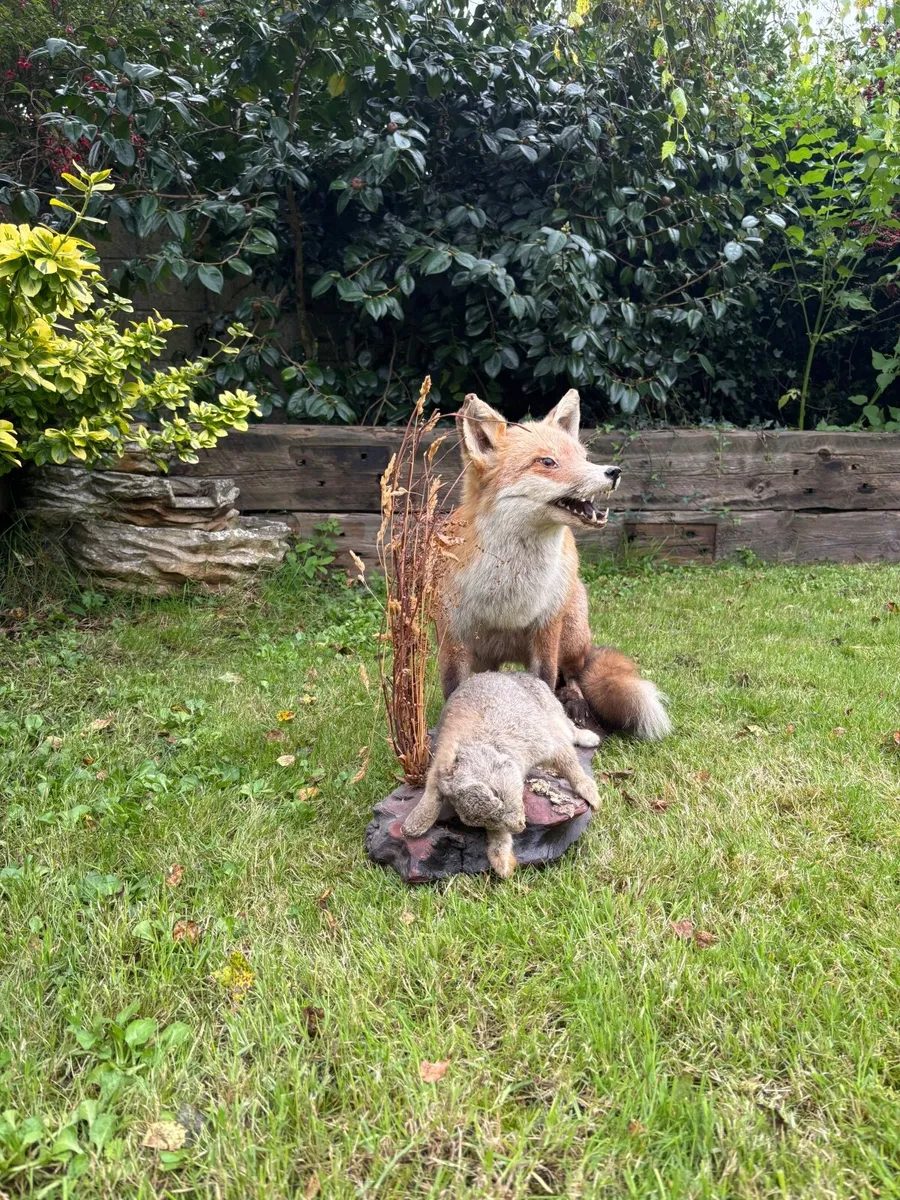 Mounted Taxidermy Fox with Rabbit - Image 4