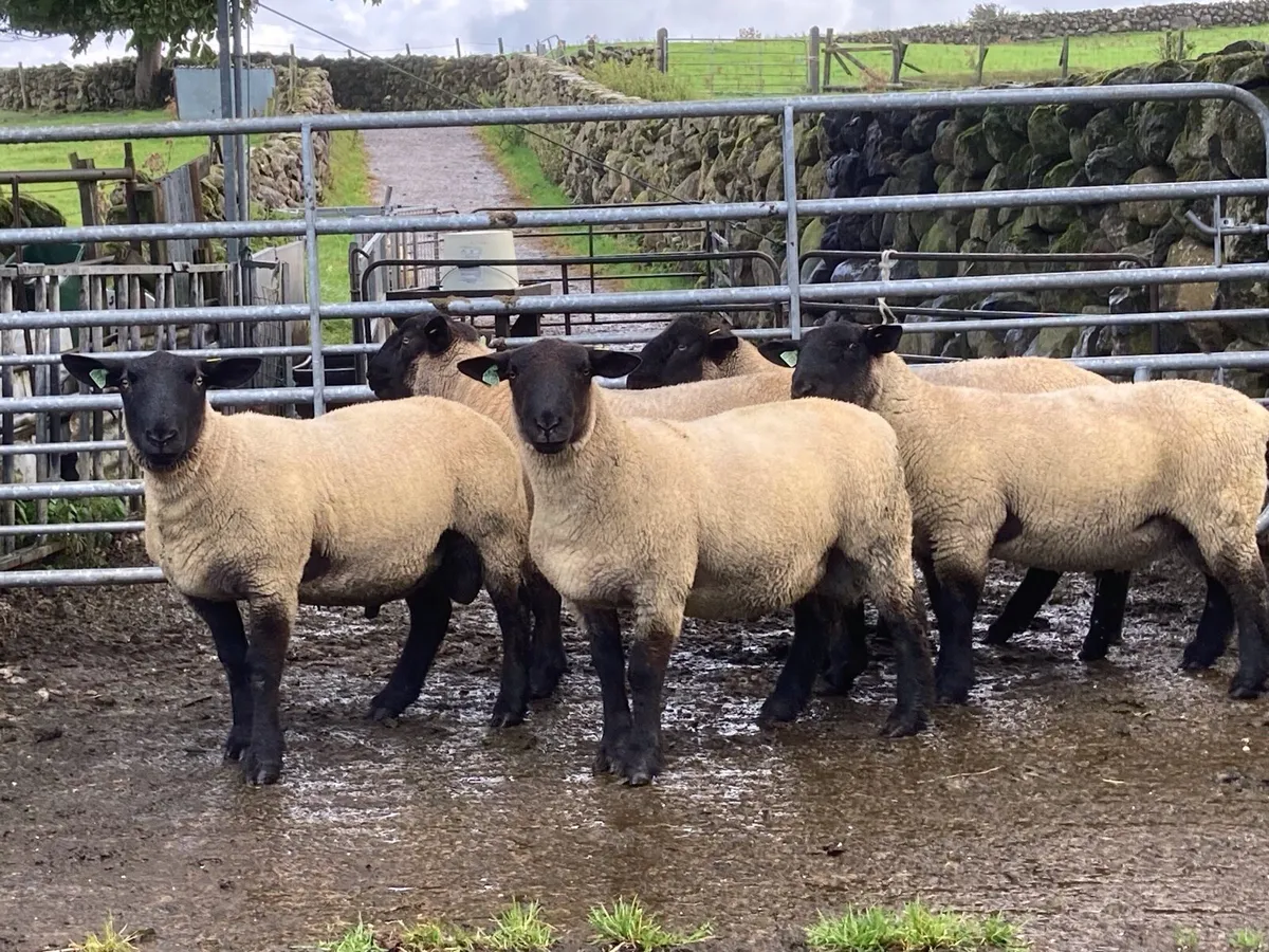 Suffolk, SuffTex and Texel Shearling Rams - Image 1