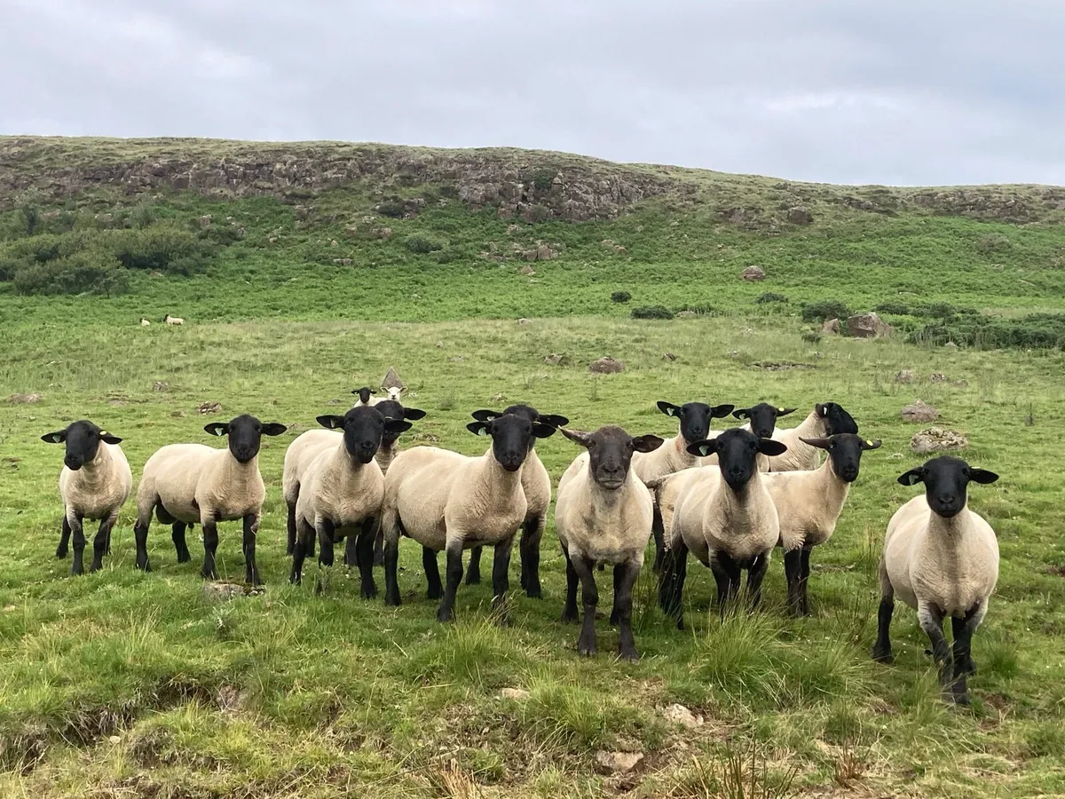 Suffolk, SuffTex and Texel Shearling Rams - Image 2