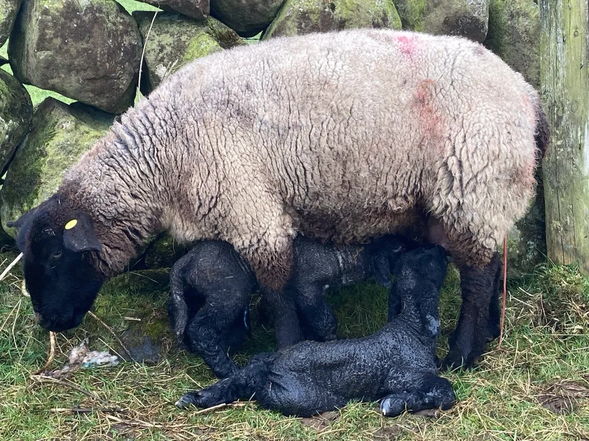 Suffolk, SuffTex and Texel Shearling Rams - Image 3