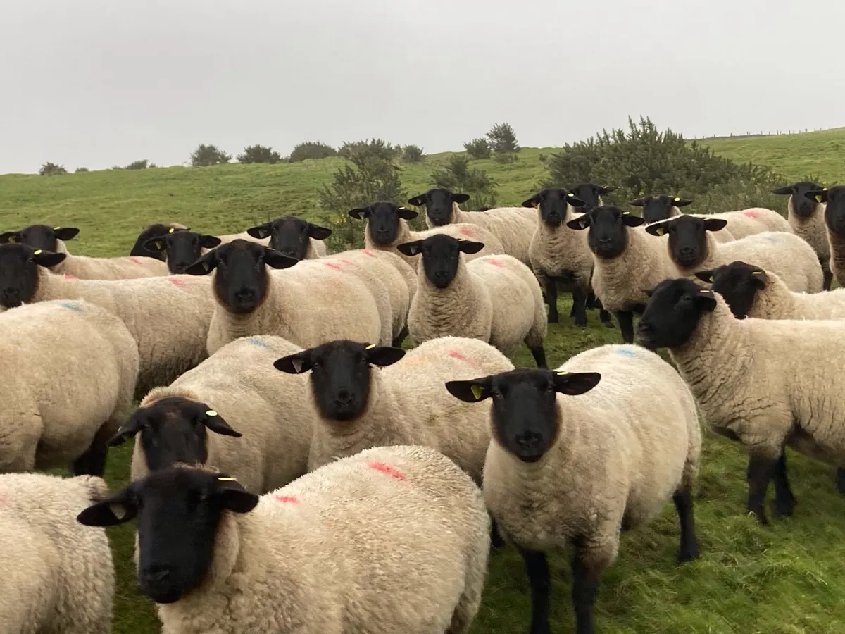 Suffolk, SuffTex and Texel Shearling Rams - Image 4