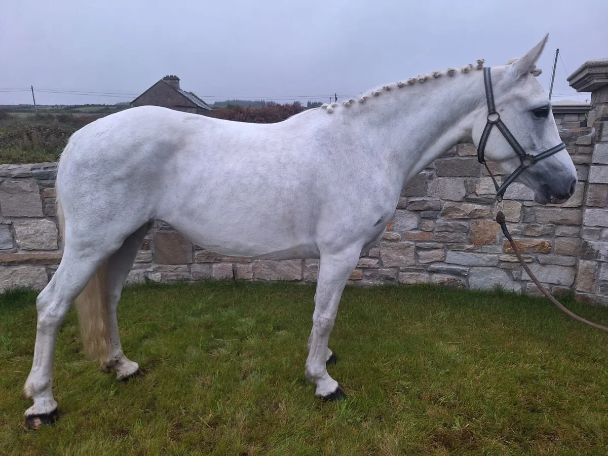 148cm Reg Connemara mare - Image 1