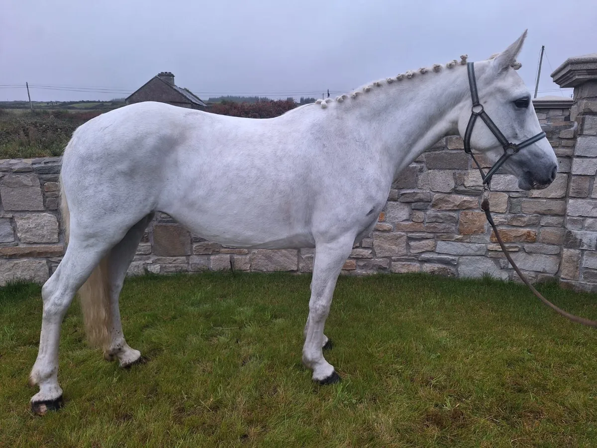 148cm Reg Connemara mare - Image 3