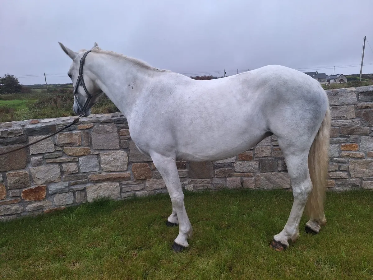 148cm Reg Connemara mare - Image 4