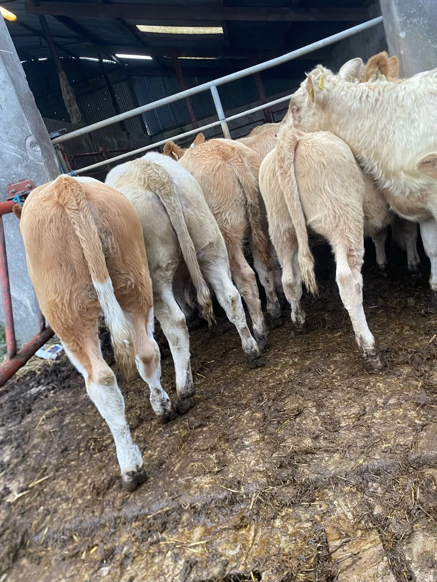 12 super charlaois heifer weanlings - Image 1