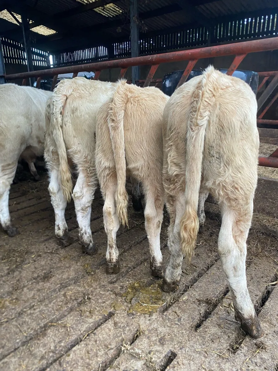 12 super charlaois heifer weanlings - Image 2