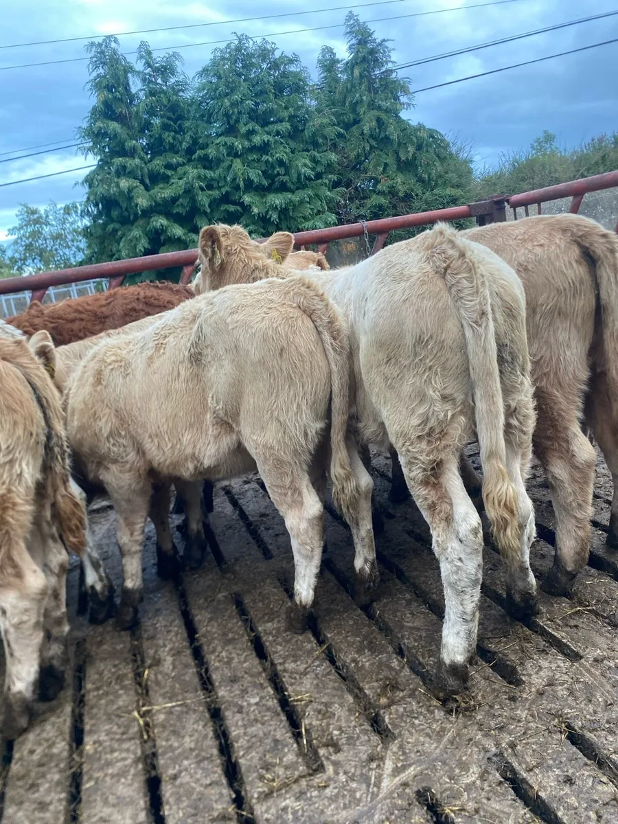 12 super charlaois heifer weanlings - Image 3