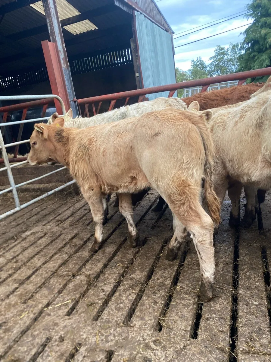 12 super charlaois heifer weanlings - Image 4