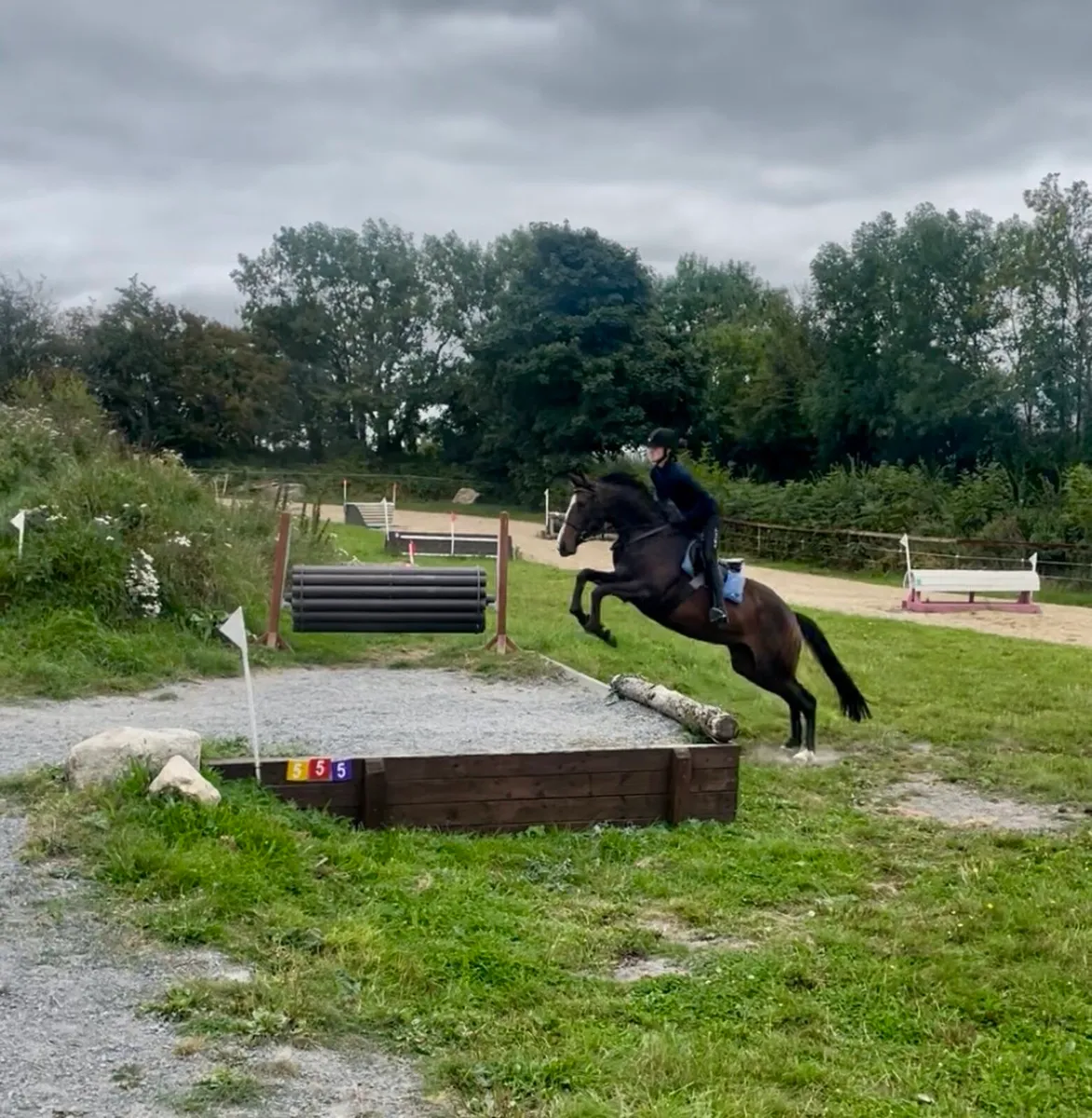 Horse - Image 1