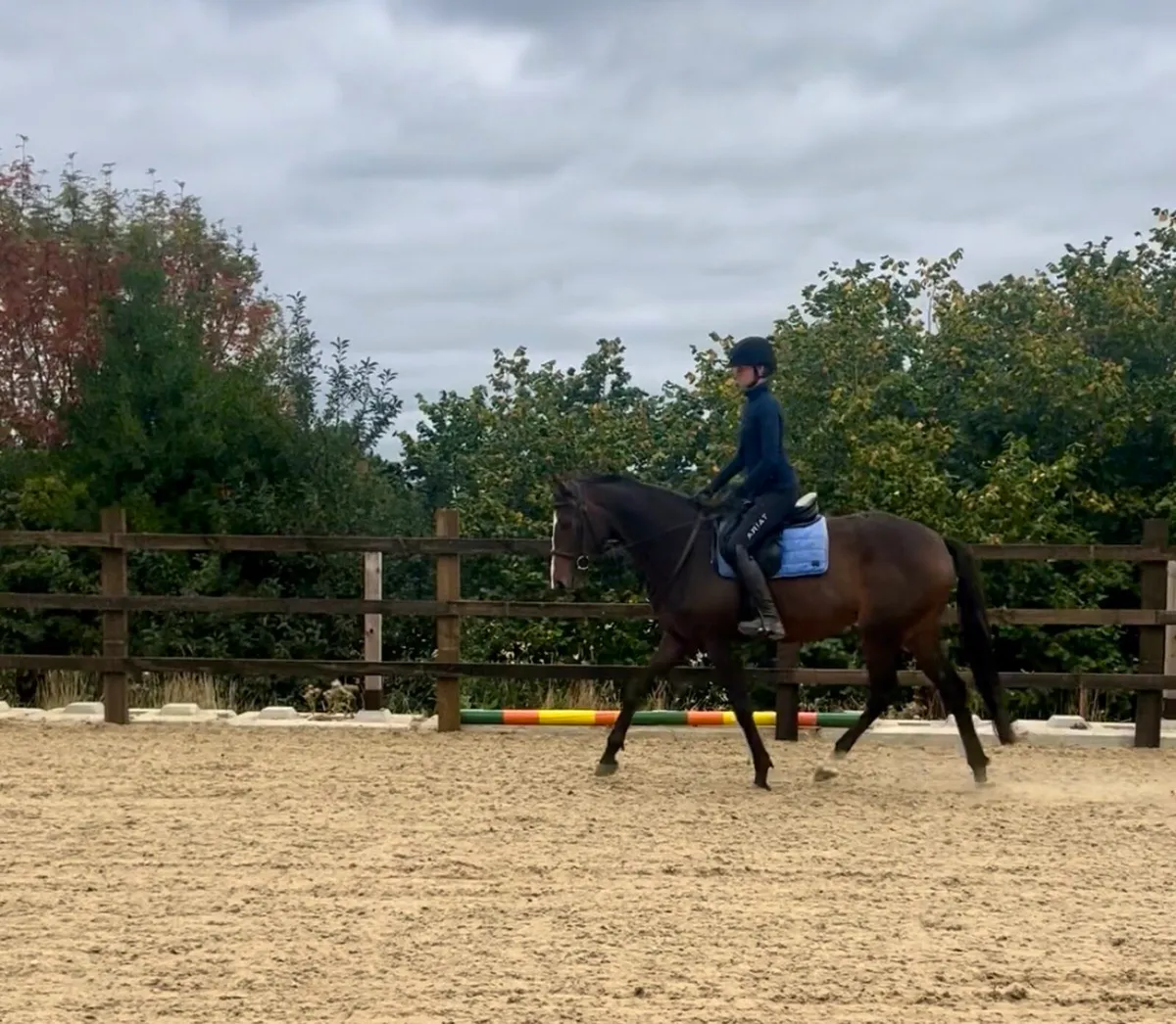 Horse - Image 4
