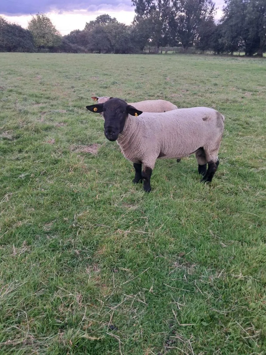 Ram - Image 1
