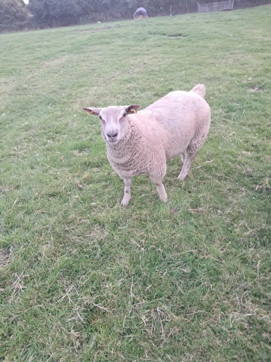 Ram - Image 2