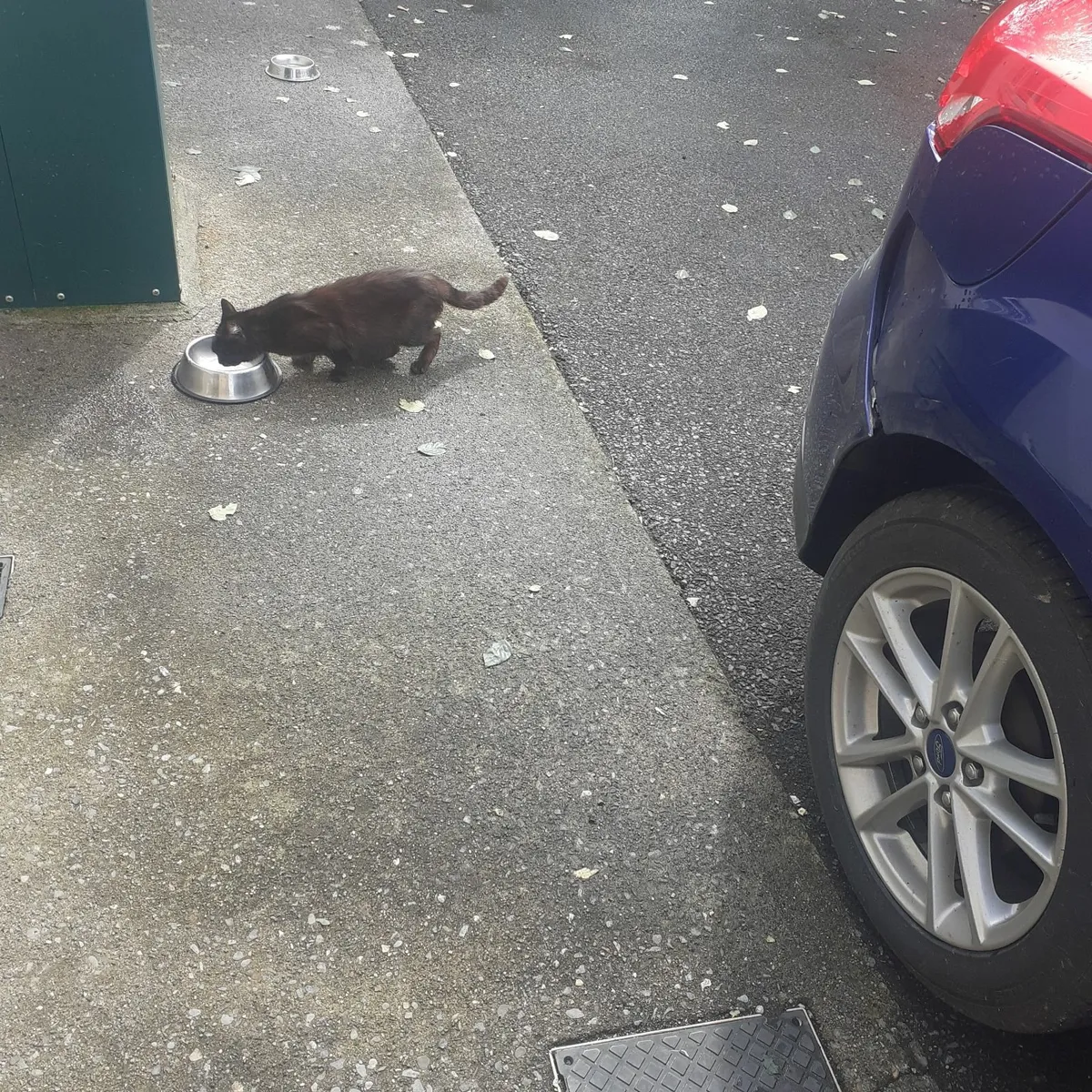Kitten - Image 1