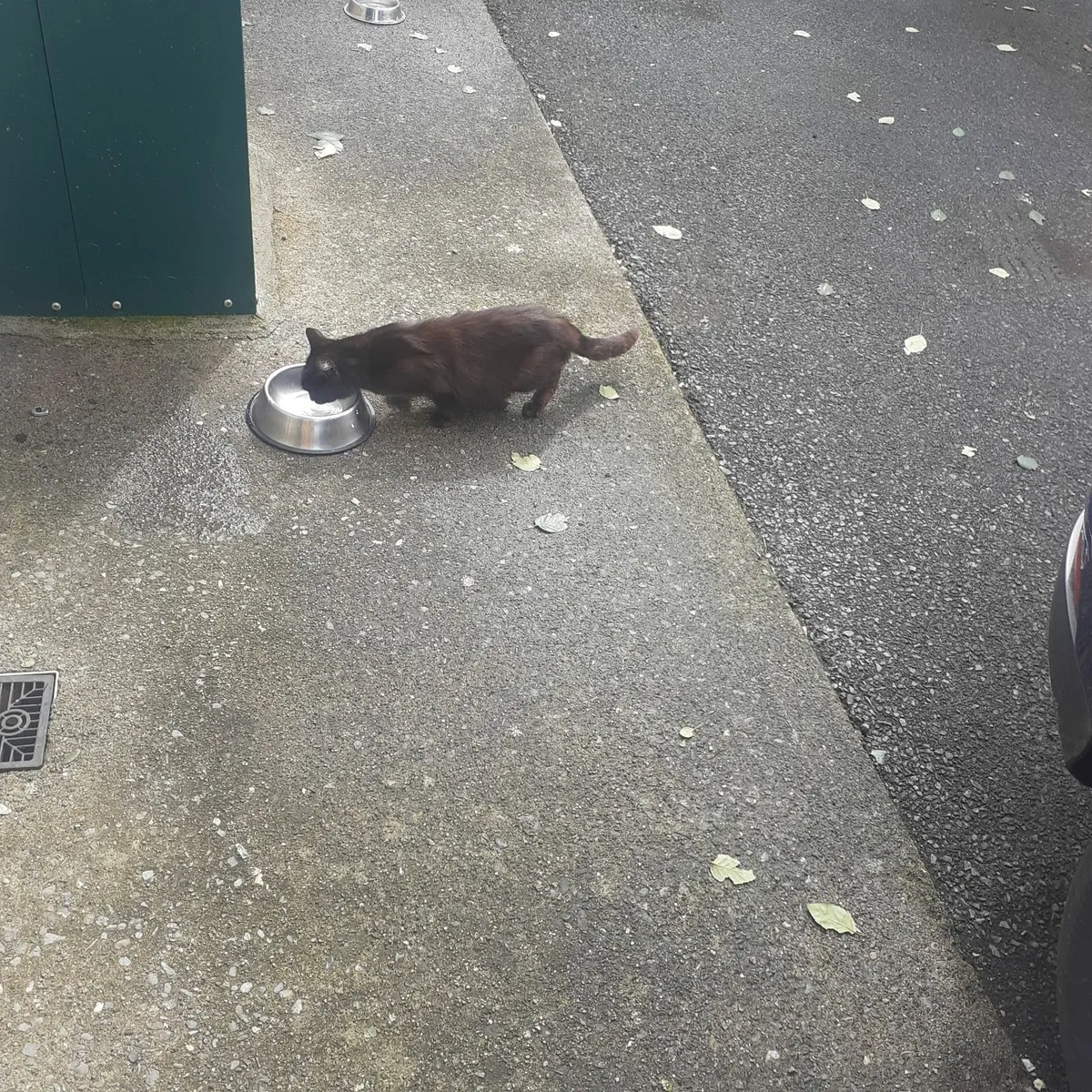 Kitten - Image 2