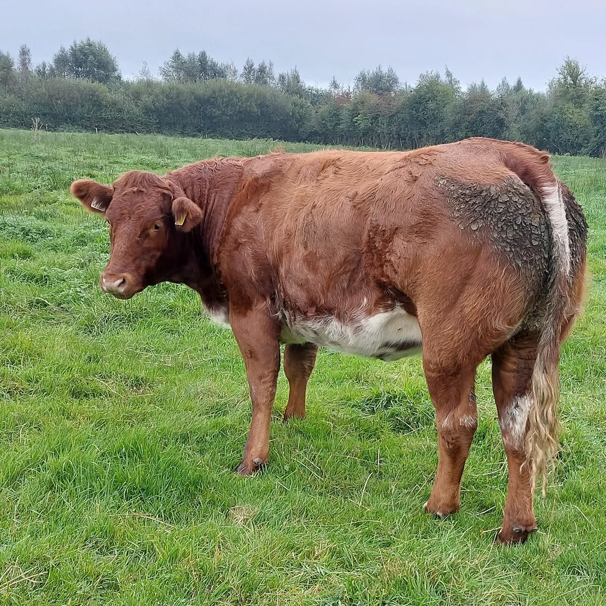 sfl  eby roan heifers, Sfl bull and teaser bull - Image 1