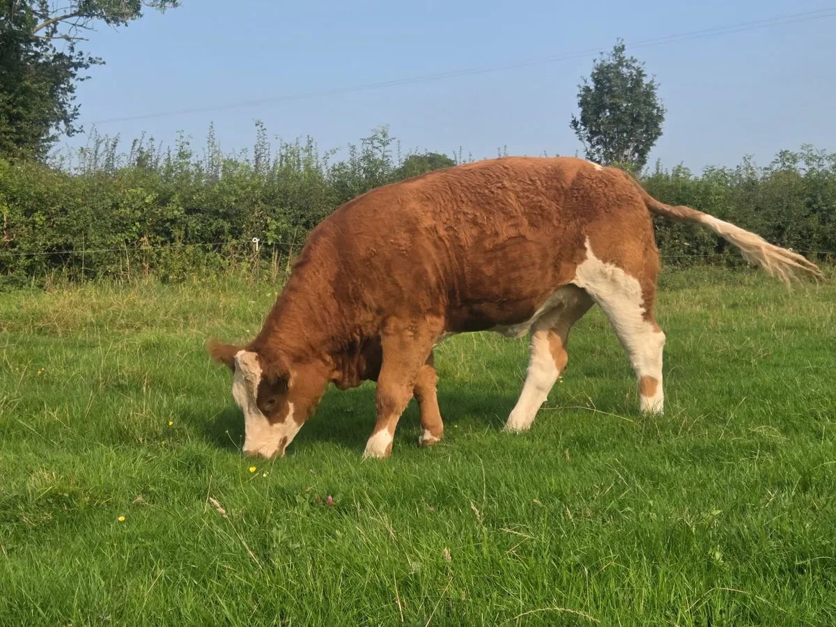 2 PBR Simmental Heifers - Image 1