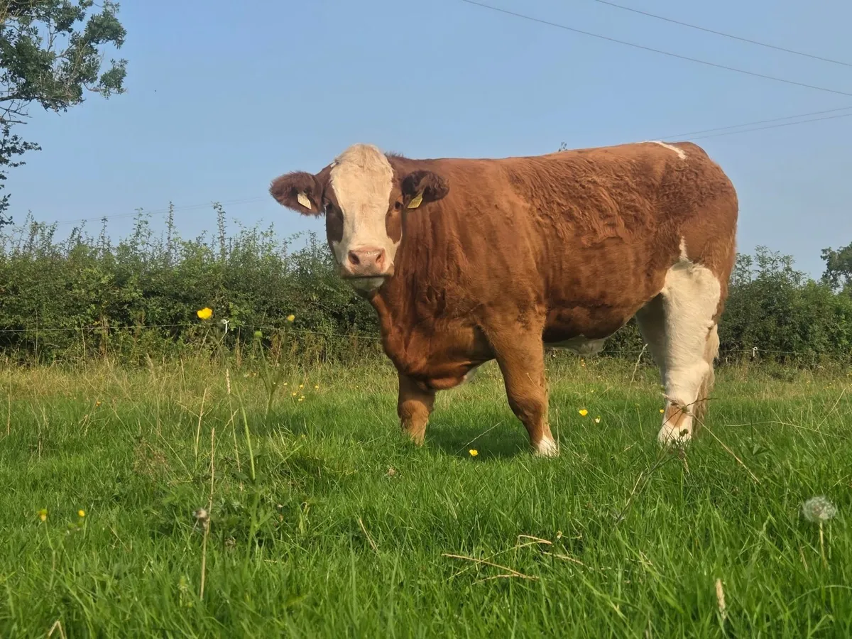 2 PBR Simmental Heifers - Image 2