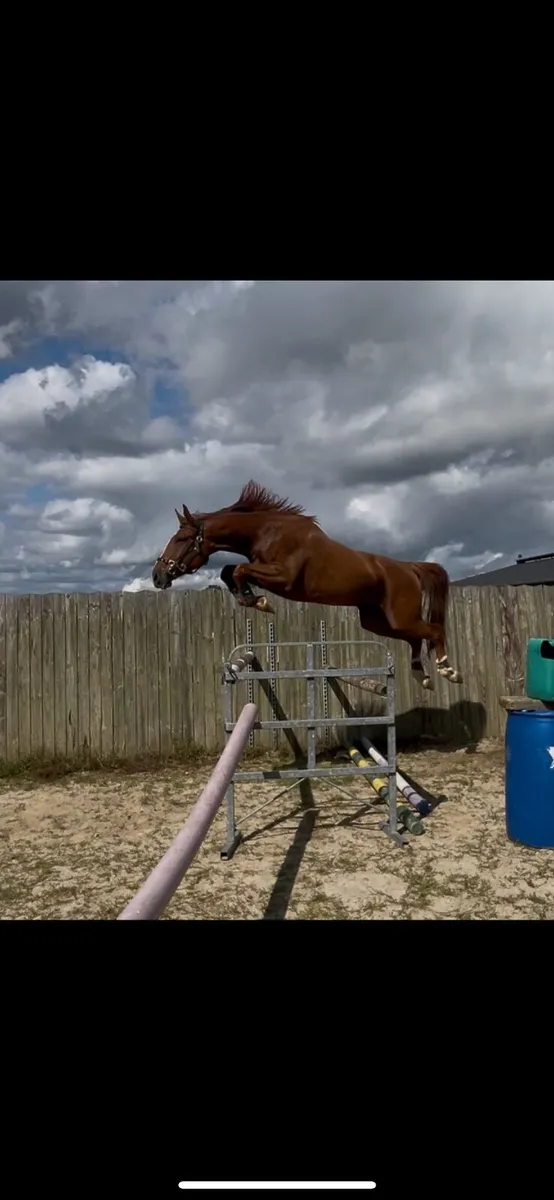 Very well bred 3yo gelding
