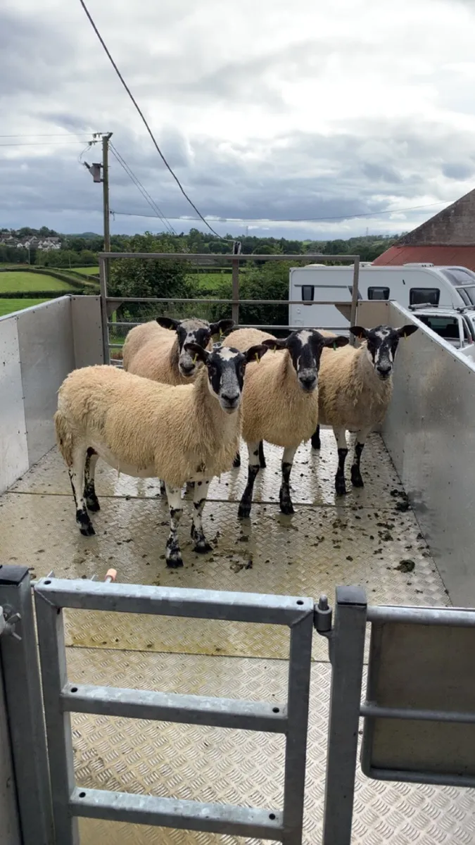 Mobile plunge Sheep dipping - Image 2