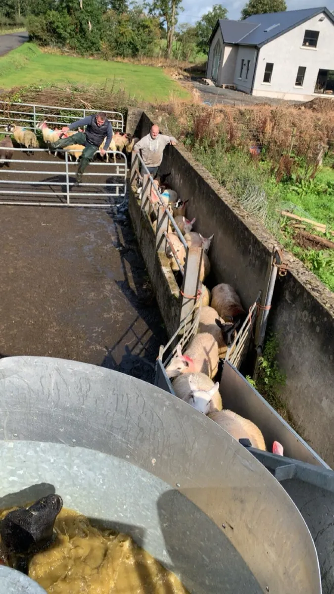 Mobile plunge Sheep dipping - Image 3