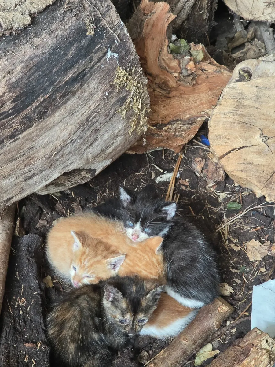 Kittens