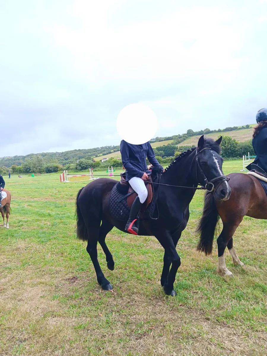 Beautifiul 143cm Connemara Pony - Image 1