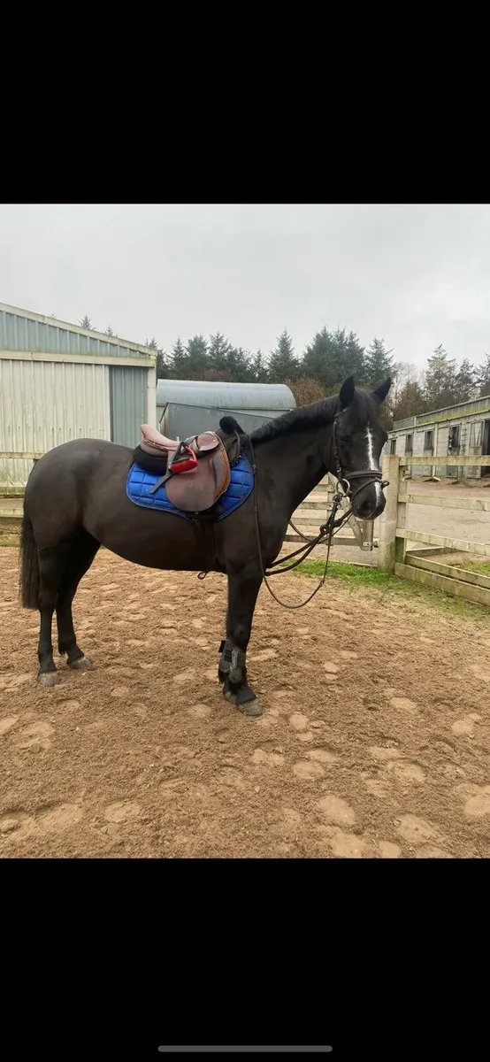 Beautifiul 143cm Connemara Pony - Image 2