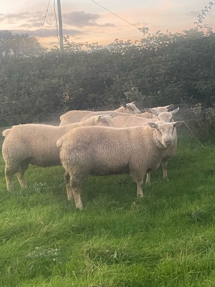 ⭐️Pbr Charollais Ram Lambs ⭐️ - Image 1