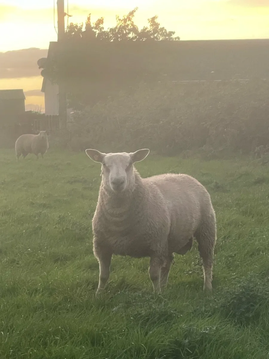 ⭐️Pbr Charollais Ram Lambs ⭐️ - Image 2