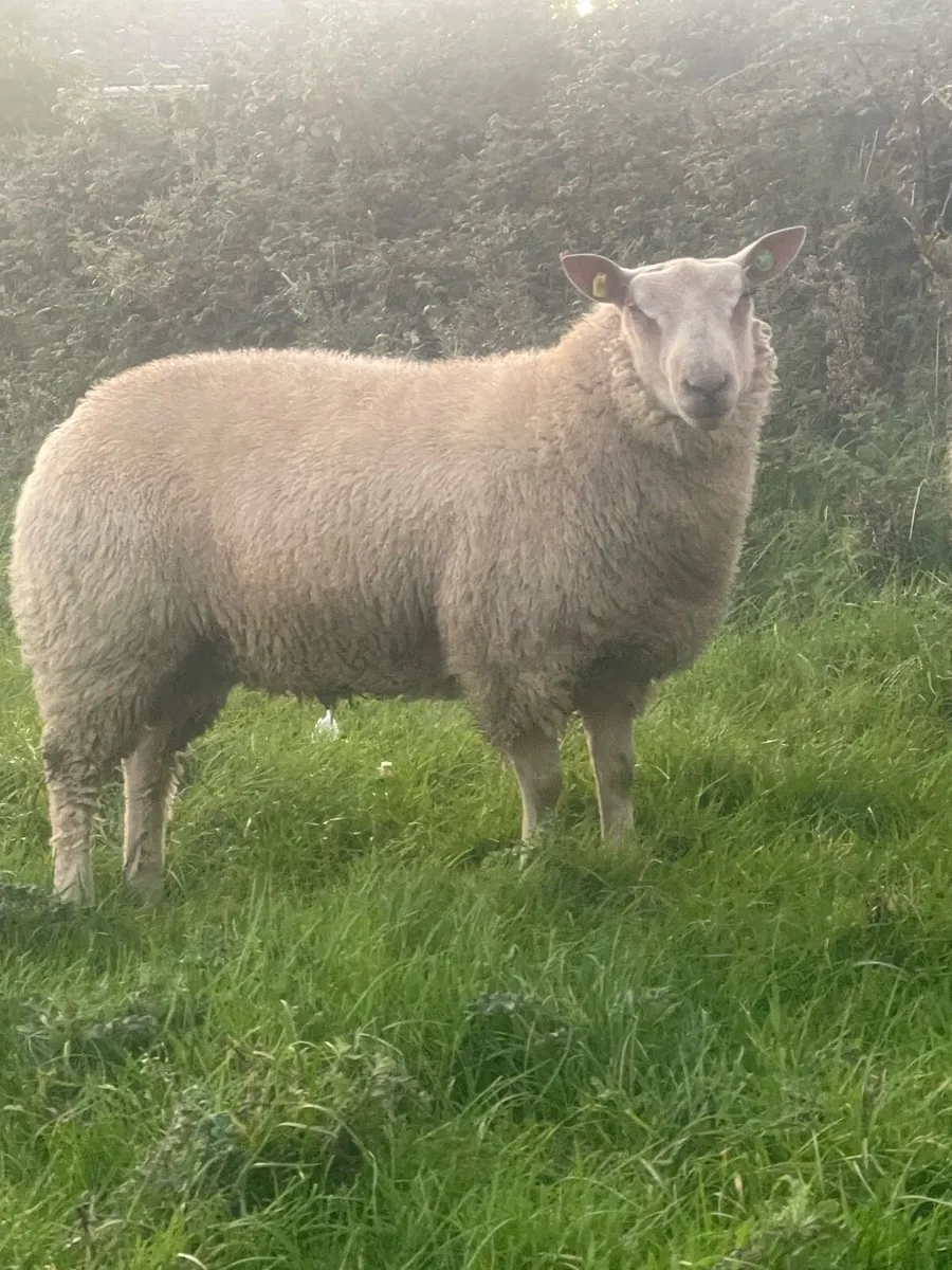 ⭐️Pbr Charollais Ram Lambs ⭐️ - Image 3