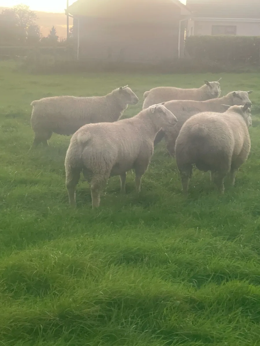 ⭐️Pbr Charollais Ram Lambs ⭐️ - Image 4