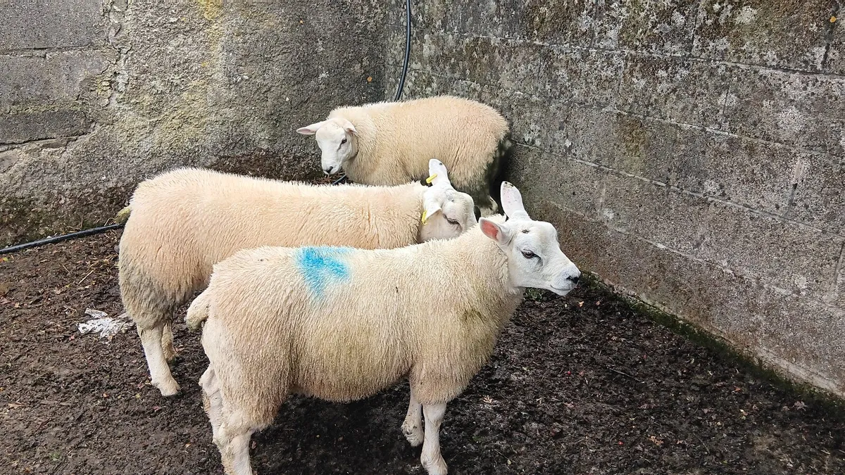 Ram lambs - Image 1