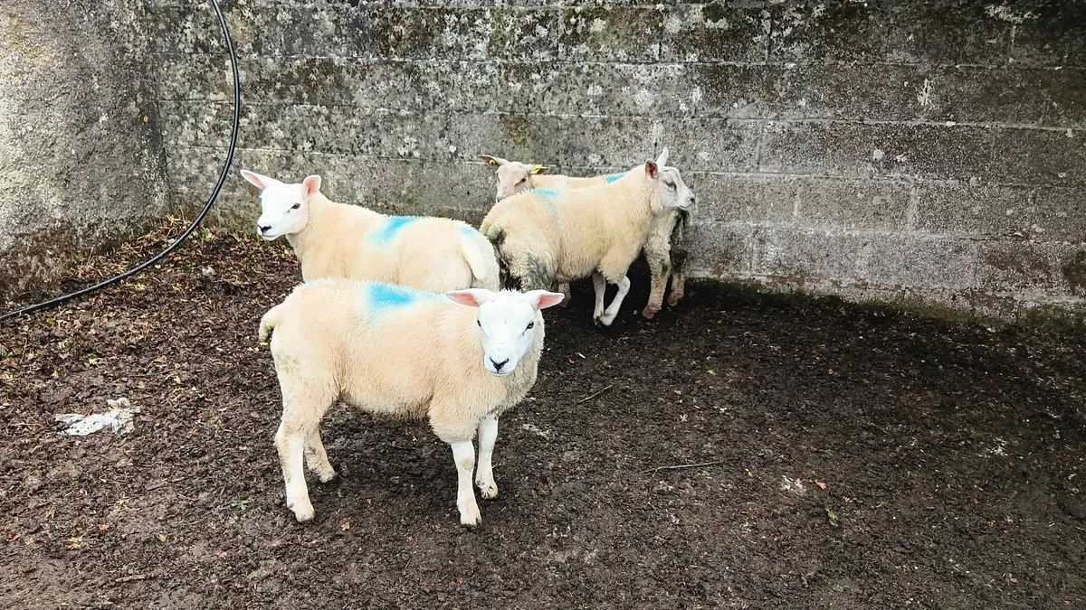 Ram lambs - Image 2