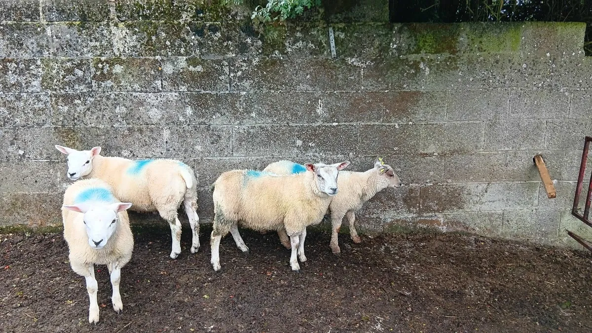 Ram lambs - Image 3
