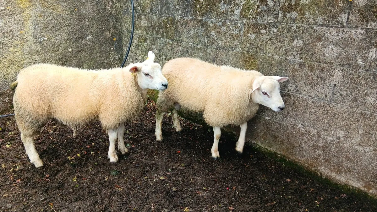 Ram lambs - Image 4