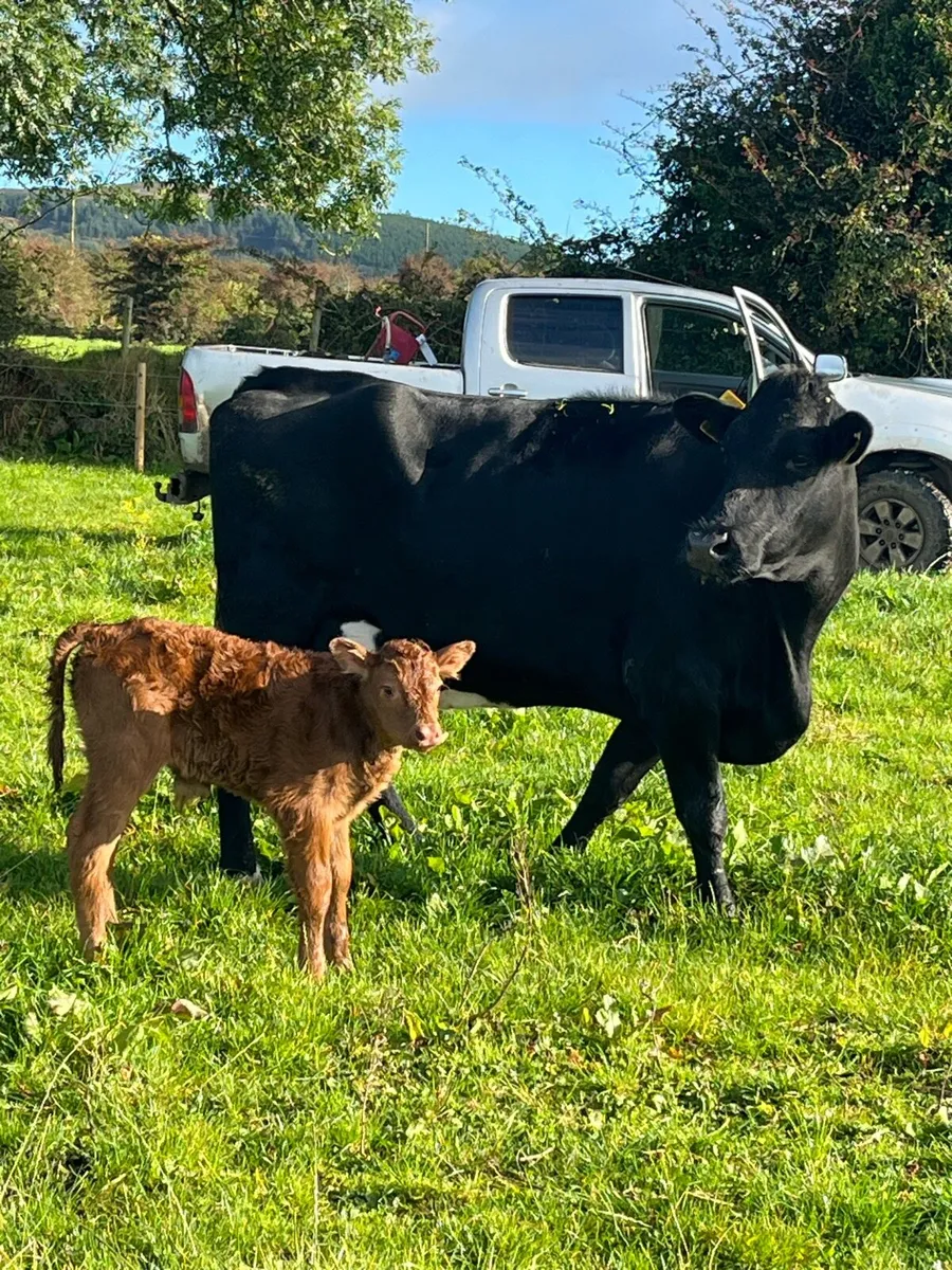 Super limousine team - Image 1