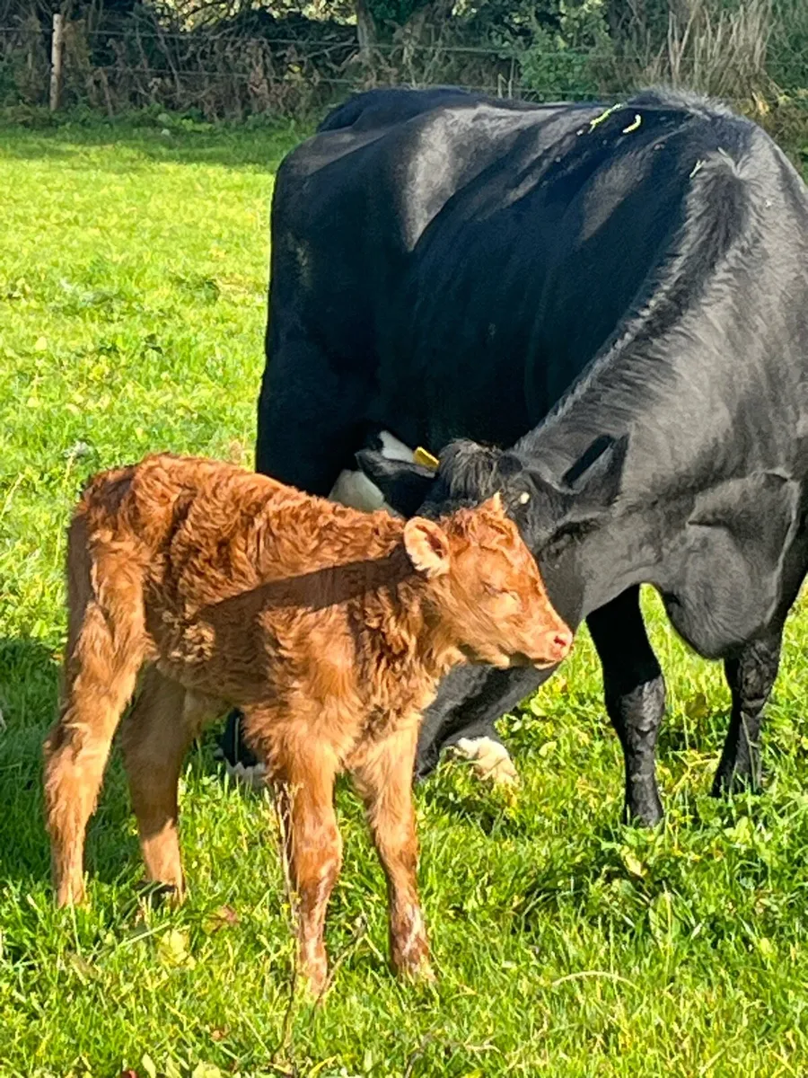 Super limousine team - Image 2