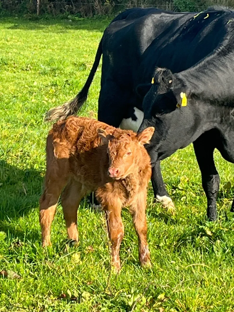 Super limousine team - Image 3