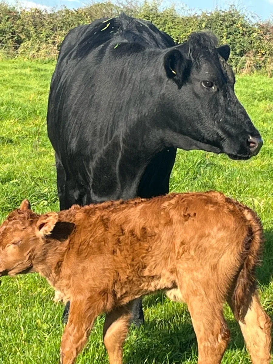 Super limousine team - Image 4