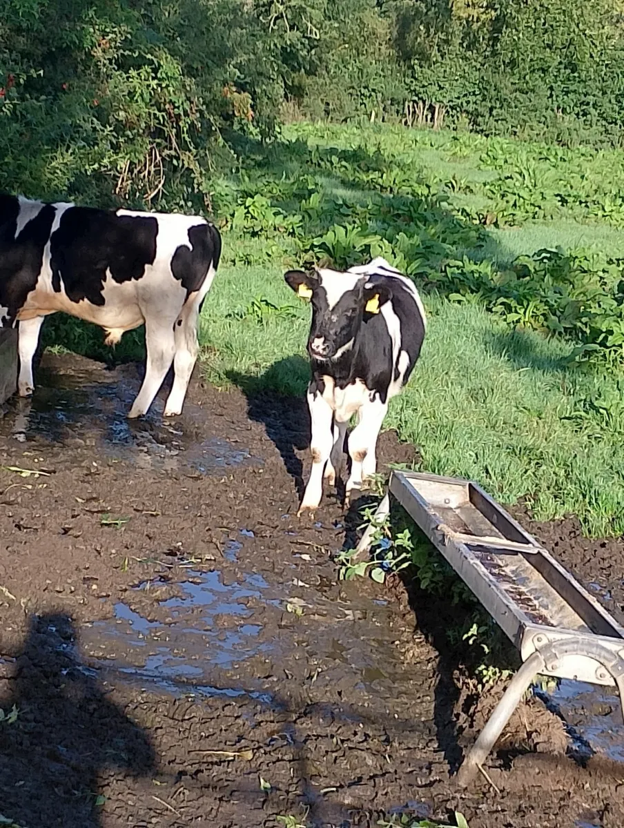 Calves - Image 1