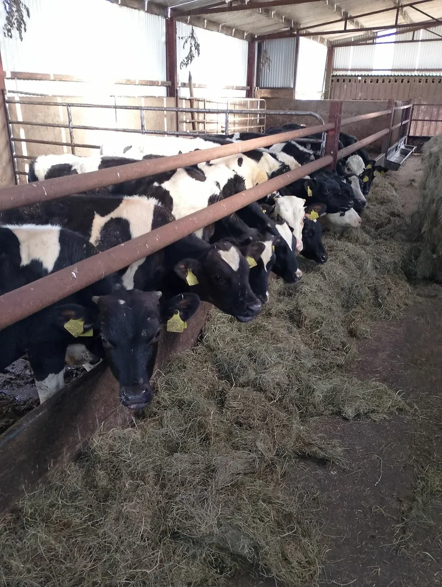 Calves - Image 2
