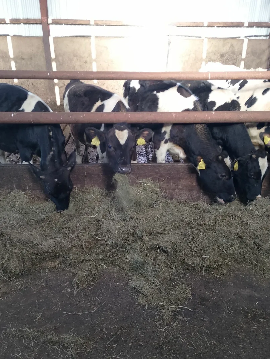 Calves - Image 3