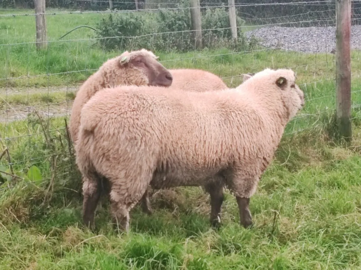 PBR Vendéen rams - Image 2
