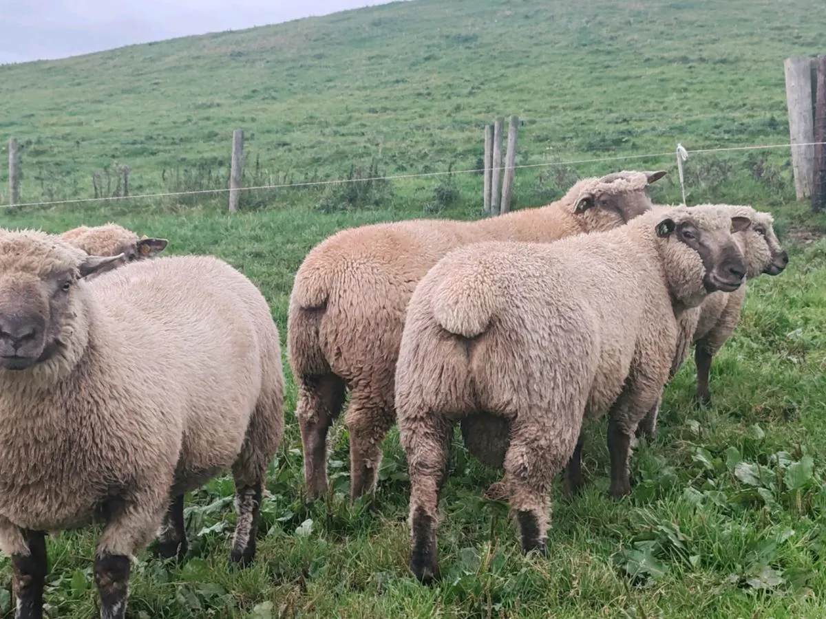PBR Vendéen rams - Image 3