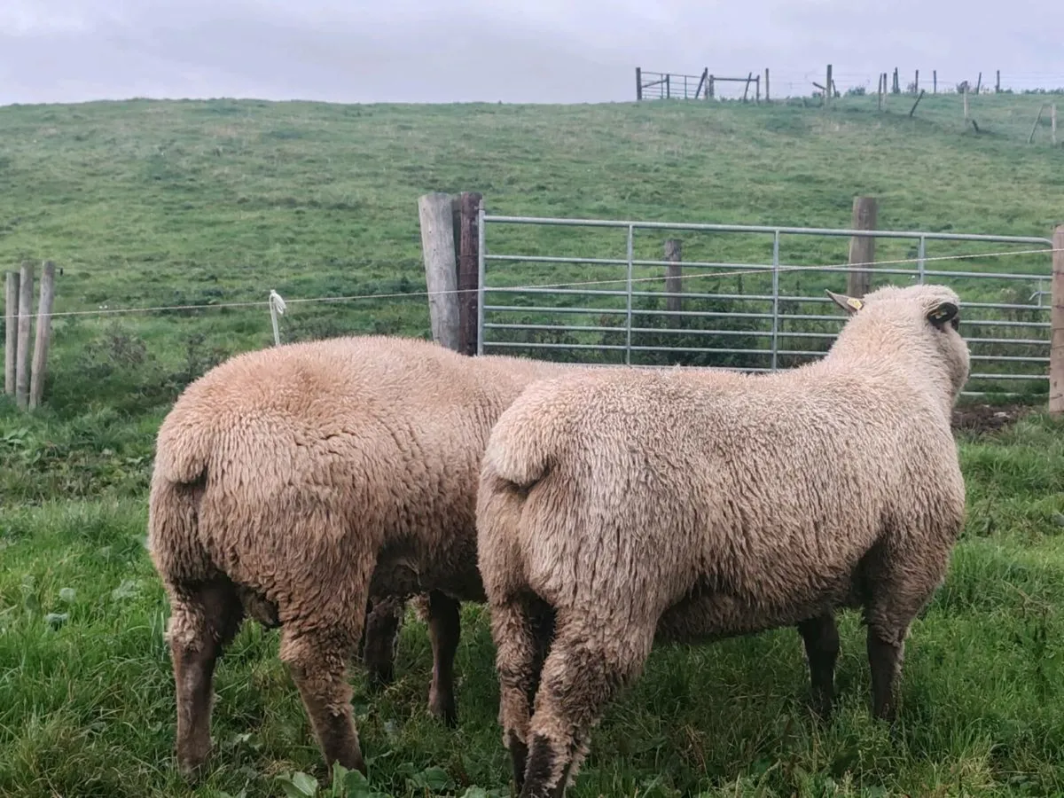 PBR Vendéen rams - Image 4