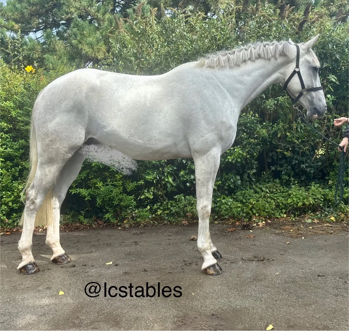 Horse - Image 1
