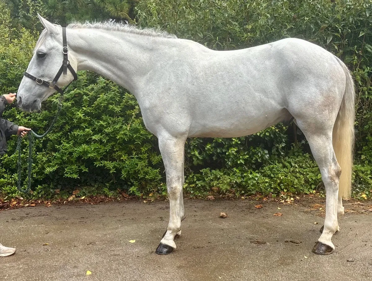 Horse - Image 3