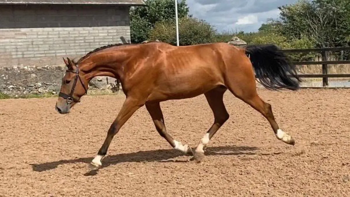 Horse - Image 2